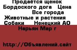 Продаётся щенок Бордоского дога › Цена ­ 37 000 - Все города Животные и растения » Собаки   . Ненецкий АО,Нарьян-Мар г.